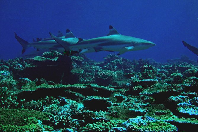 Certified Scuba Diving with Whitetip Marine Adventures team - Why the small group makes a real difference