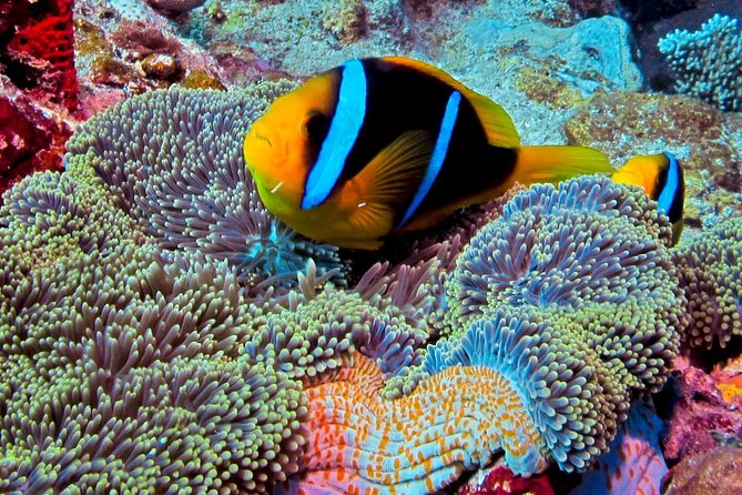 Certified Scuba Diving with Whitetip Marine Adventures team - What to bring for a comfortable return trip