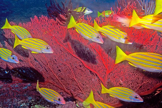 Certified Scuba Diving with Whitetip Marine Adventures team - What the $221.07 price means