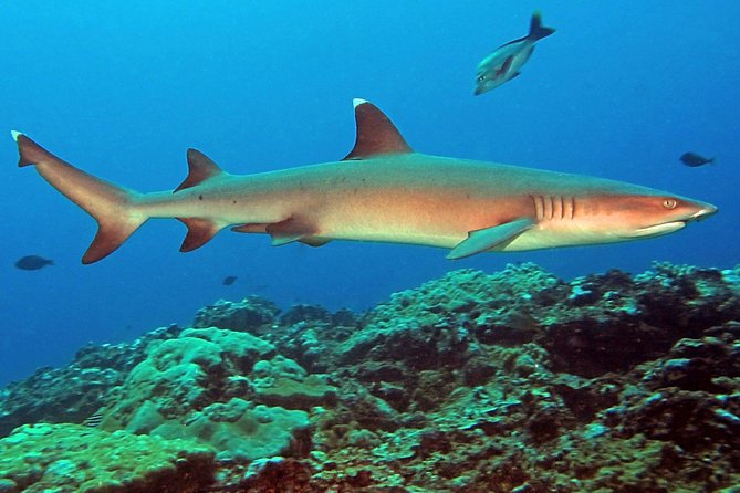 Certified Scuba Diving with Whitetip Marine Adventures team - Who will enjoy this outing most