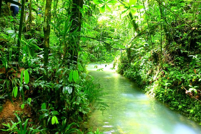 Customized Suva day tour - Private or shared service matters more than the wording suggests