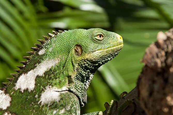 "Discover Fiji's Hidden Gems: Eco Park, Pottery Village & Dunes!" - The Sigatoka Market gives you a practical lunch stop