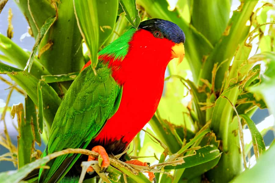 Discover Fijian Culture and Reptiles - Who will enjoy this day most