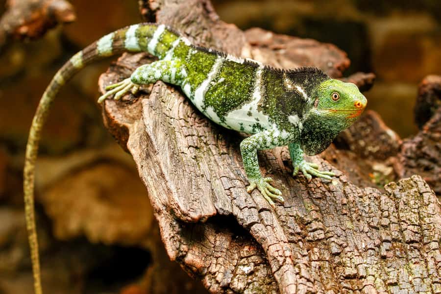 Discover Fijian Culture and Reptiles - Lawai Pottery Village and Fijian welcome customs