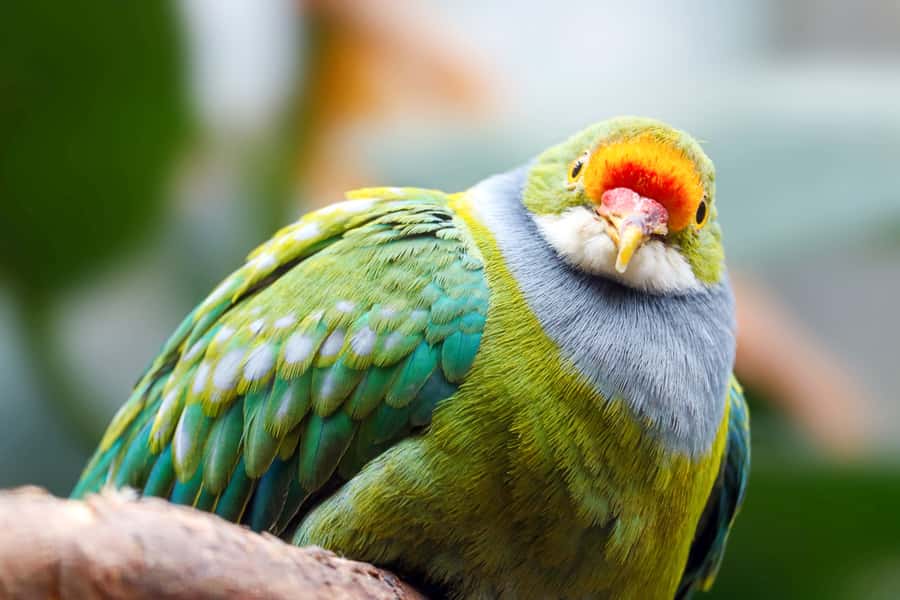 Discover Fijian Culture and Reptiles - Sigatoka Market and the lunch break