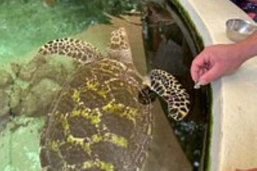 Discover Fijian Culture and Reptiles - The two-hour walk at Sigatoka Sand Dunes