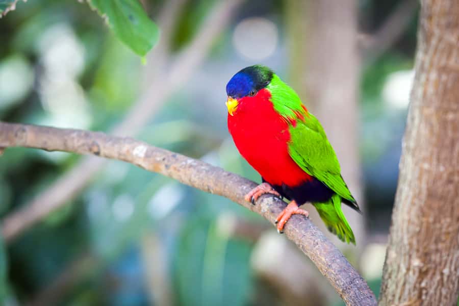 Discover Fijian Culture and Reptiles - The Coral Coast drive and local school visit