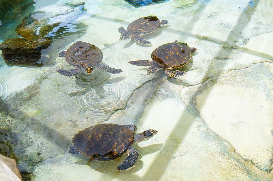 Fiji: Beachcomber Island Day Cruise with Snorkelling - Who will enjoy this cruise most