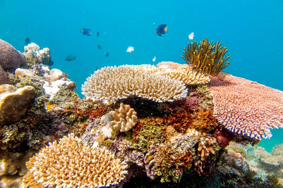 Fiji: Captain Cook Cruises - Island & Reef Day Trip - The buffet lunch and drinks