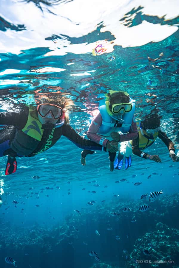 Fiji: Kuata Island Marine Conservation Experience Full Day - Snorkeling the coral gardens with a marine biologist