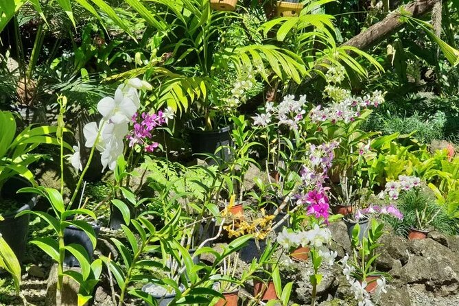 Fiji Lautoka Shore Excursions Tour - Why the guide can make a difference