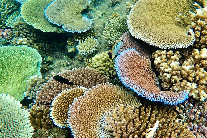 Fiji’s Best Dolphins tour and Snorkeling Adventure - A full day from Nadi to Rakiraki