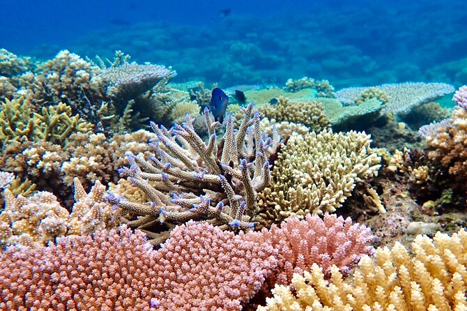 Fiji’s Best Dolphins tour and Snorkeling Adventure - Trying Fijian handline fishing