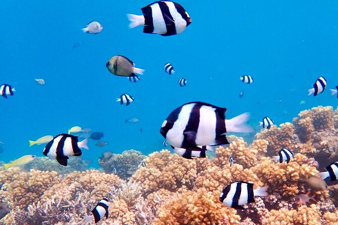 Fiji’s Best Dolphins tour and Snorkeling Adventure - Walking the temporary sandbar
