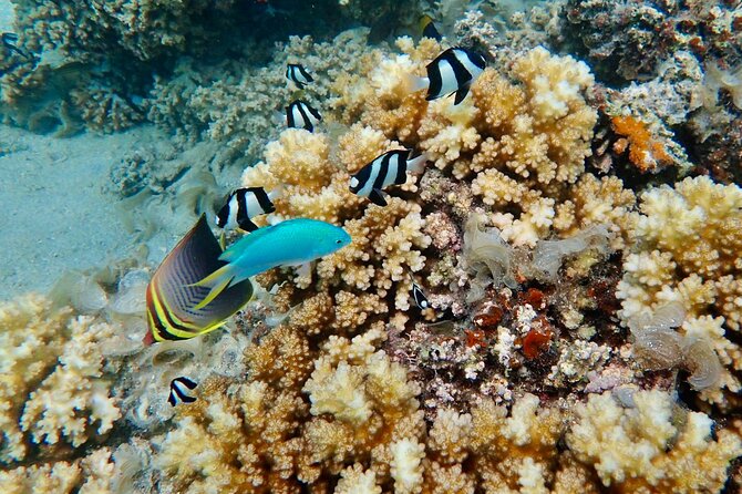 Fiji’s Best Dolphins tour and Snorkeling Adventure - Lunch, drinks, and what the price covers