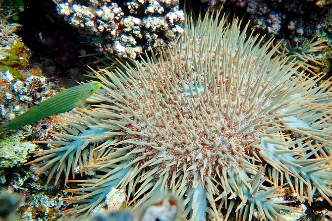 Fiji’s Best Dolphins tour and Snorkeling Adventure - What the day feels like for families