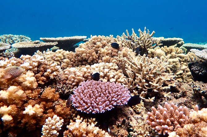 Fiji’s Best Dolphins tour and Snorkeling Adventure - Why the reef snorkeling earns top billing