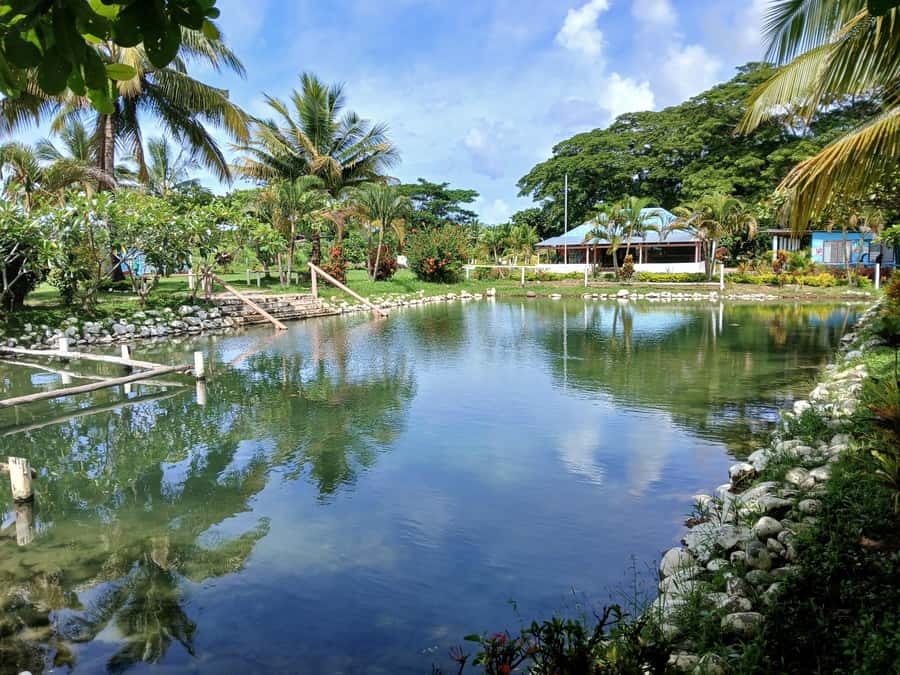 Fiji: Tifajek Mud Pool & Hotspring Tours & Tickets - A guide who adds context and helps with photos
