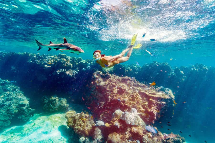 Fiji: Ultimate Encounters Snorkel with Sharks and Lunch - A shark snorkel with a full island day attached