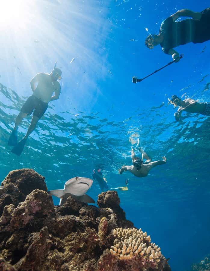 Fiji: Ultimate Encounters Snorkel with Sharks and Lunch - Who should book this Fiji excursion?