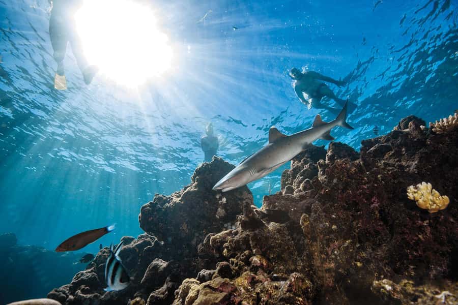 Fiji: Ultimate Encounters Snorkel with Sharks and Lunch - Leaving Port Denarau for Barefoot Kuata