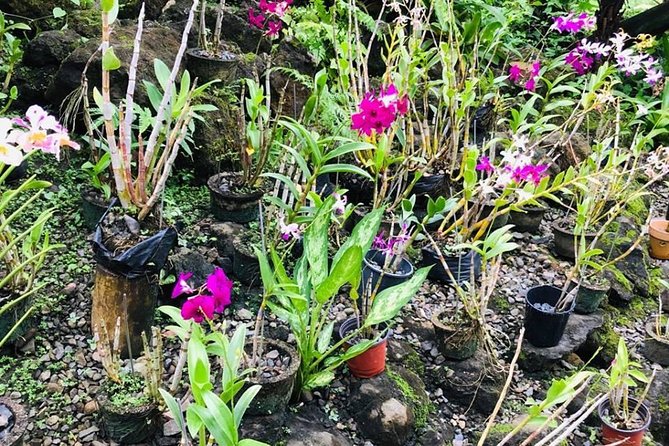 Half Day Nadi Sightseeing & Mud Pool Tour - Getting muddy at Sabeto Hot Springs