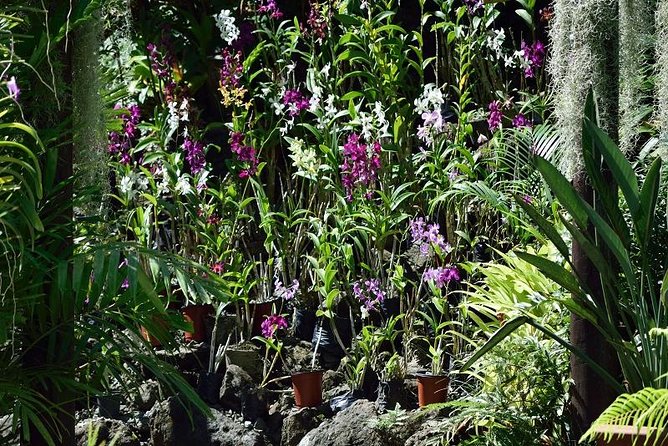 Half Day Sightseeing - Wonders of Nadi Tour - Key things to know before you book