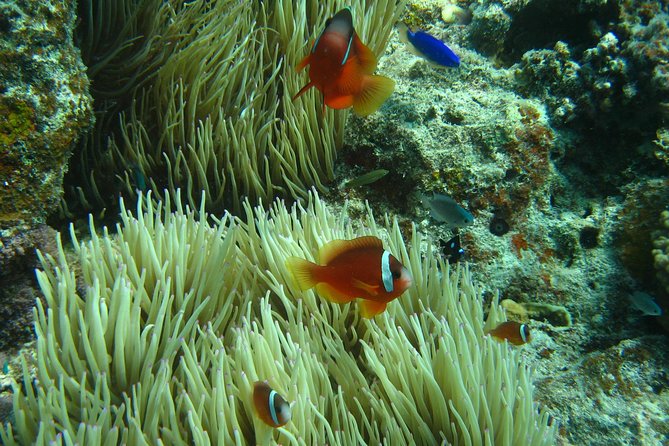Introductory Scuba Dive experience - Whitetip Marine Adventures - Entering the Water With an Instructor Beside You
