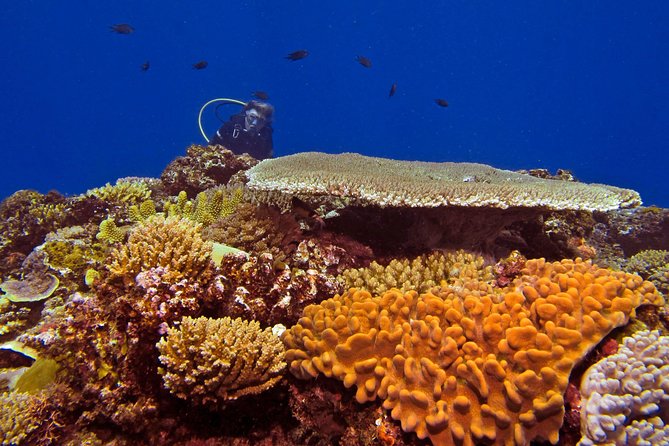 Introductory Scuba Dive experience - Whitetip Marine Adventures - Why This Works for Nervous Beginners