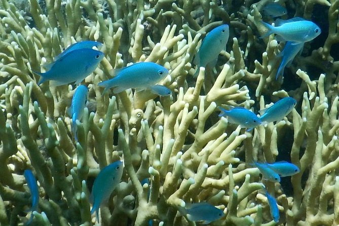 Introductory Scuba Dive experience - Whitetip Marine Adventures - Practical Details for a Smooth Morning