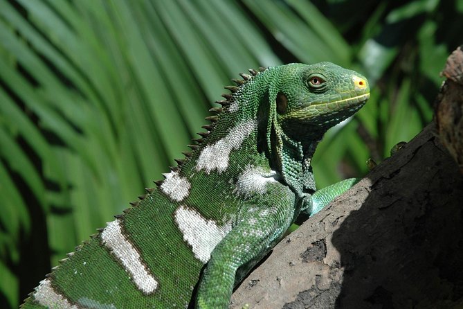 Kula Eco Park Admission - Iguanas and other resident animals