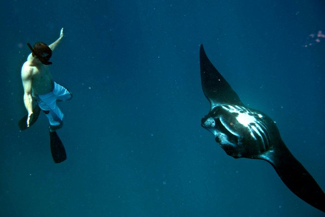 Manta Ray Experience - What $184.20 buys you