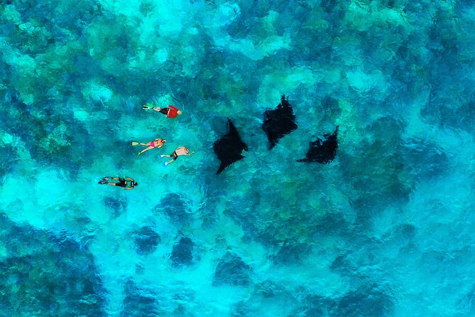 Manta Ray Experience - Arriving at Mantaray Island Resort