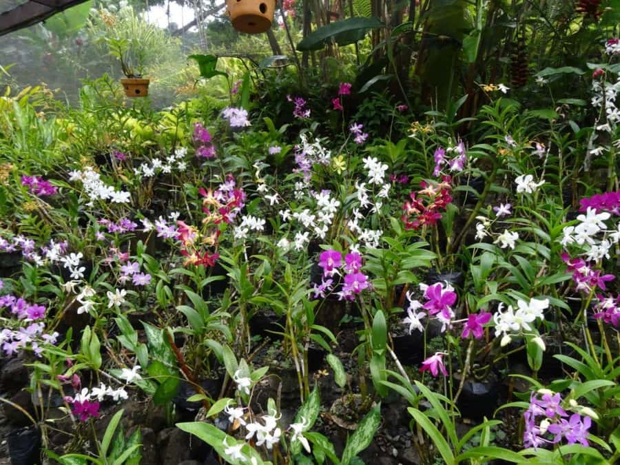 Nadi: Garden Village Hot Spring & Temple Highlights Tour - Tappoo and the local market: useful, but know what to expect