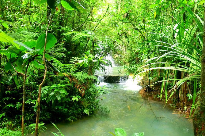 Private Suva Nature and Waterfall Tour - Why the $92.66 price can make sense