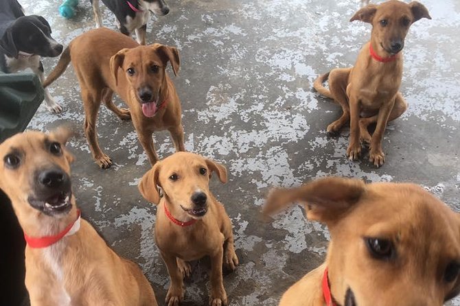 Shelter Visit & Tour - The small-group format and practical limits
