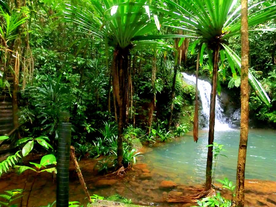 Suva: Fijian Nature and Waterfall Tour - From Suva to Colo-I-Suva’s rainforest