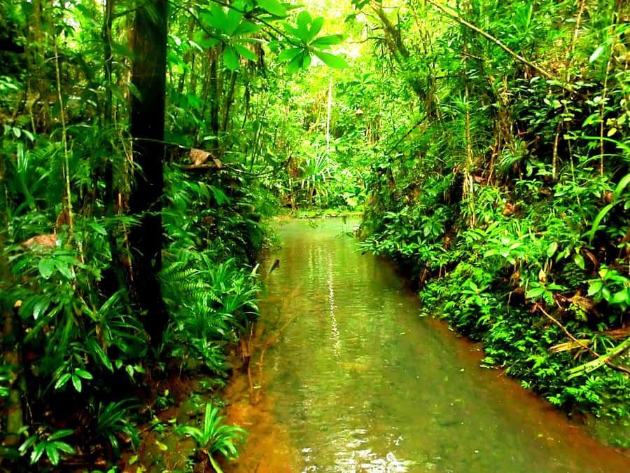 Suva: Fijian Nature and Waterfall Tour - Who should book this rainforest outing