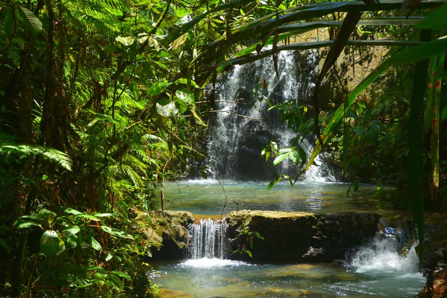 Suva: Fijian Nature and Waterfall Tour - Plants, birds, and the feel of Colo-I-Suva