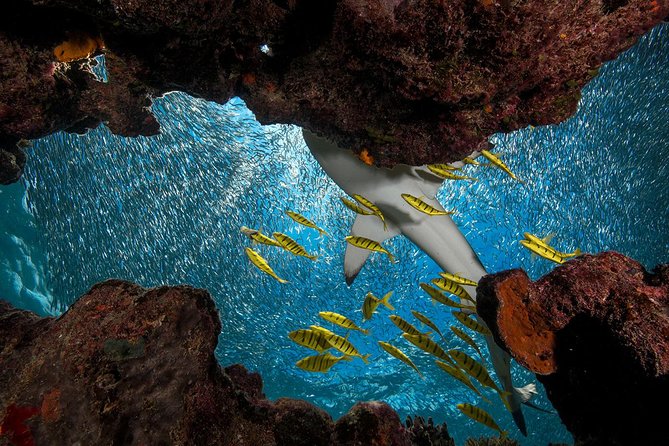 Ultimate Encounter Snorkel with Sharks in Fiji - What the shark encounter is really like