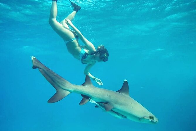 Ultimate Encounter Snorkel with Sharks in Fiji - Who will enjoy this Fiji day trip?